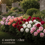 Collection Jardin d’Été de Pivoines