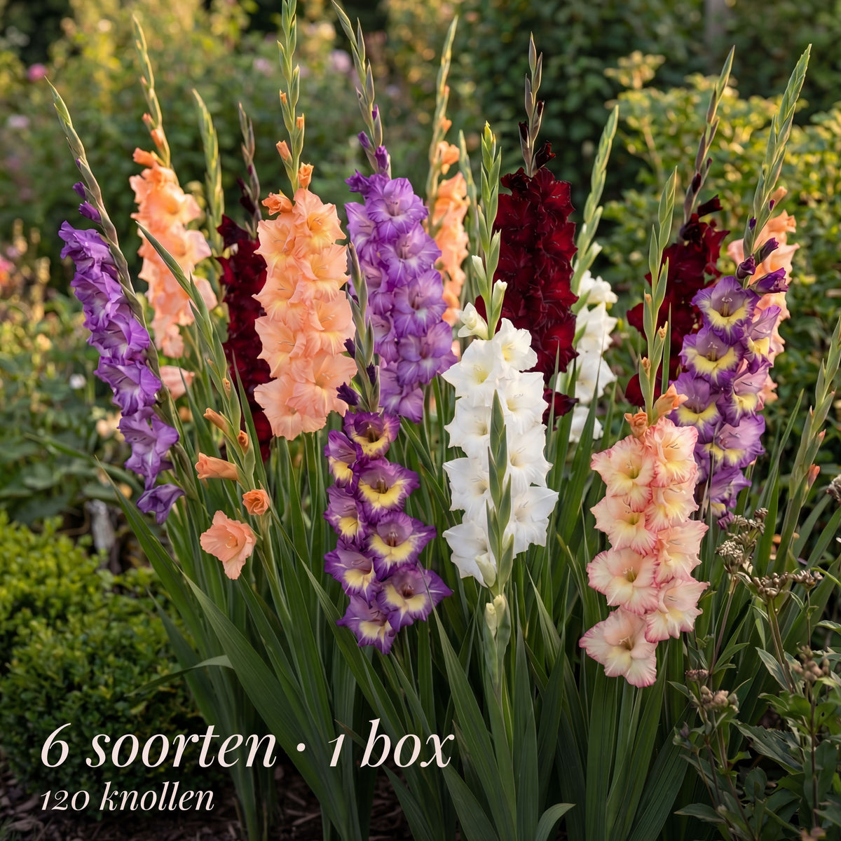 Collection Jardin d’Été de Glaïeuls