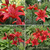 Collection Jardin d’Été de Lys