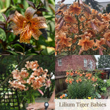 Collection Jardin d’Été de Lys