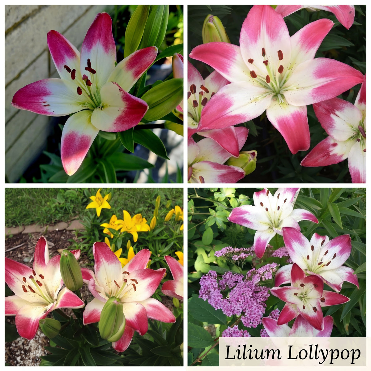 Collection Jardin d’Été de Lys
