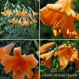 Collection Jardin d’Été de Lys