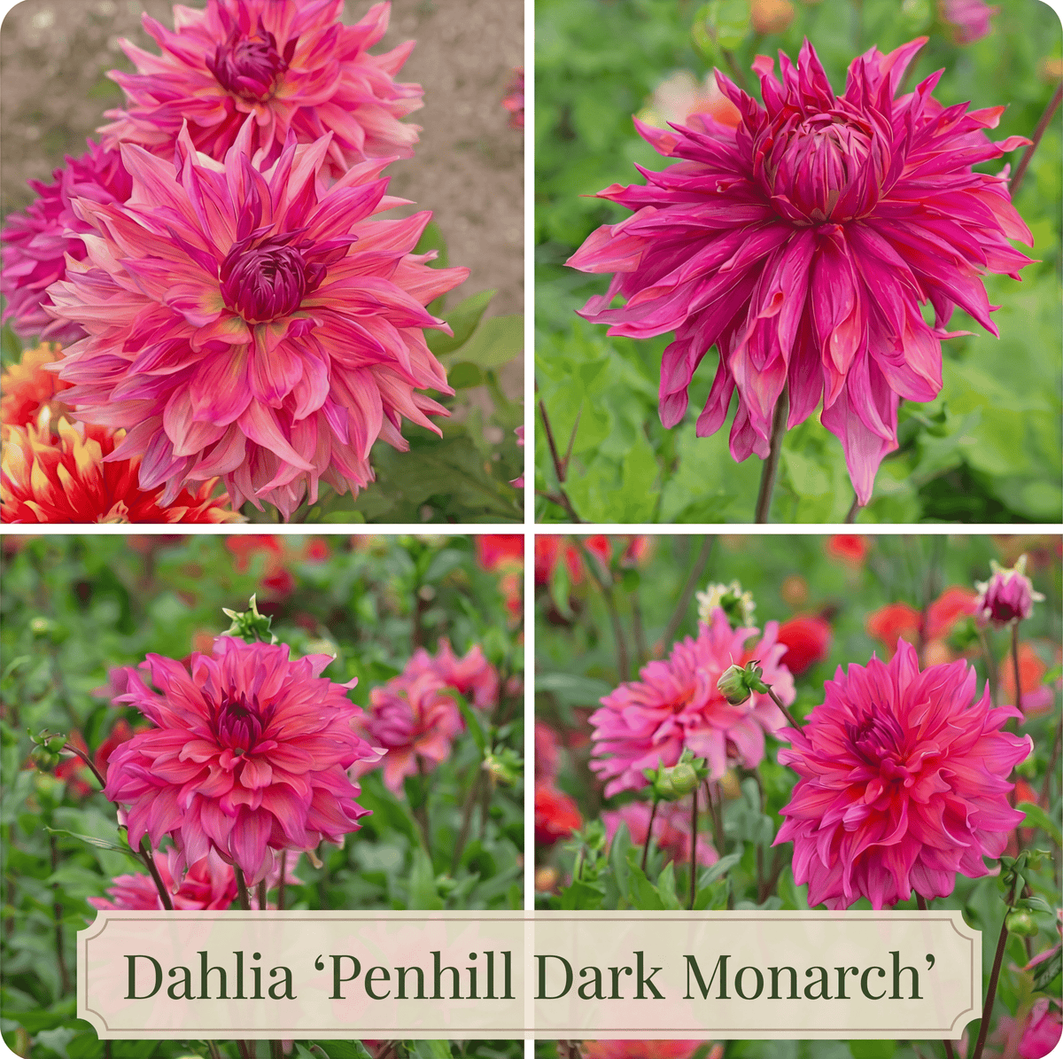 Collection Jardin d’Été de Dahlias