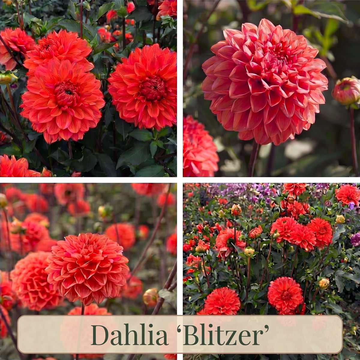 Collection Jardin d’Été de Dahlias