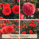 Collection Jardin d’Été de Dahlias