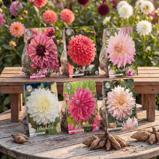 Collection Jardin d’Été de Dahlias