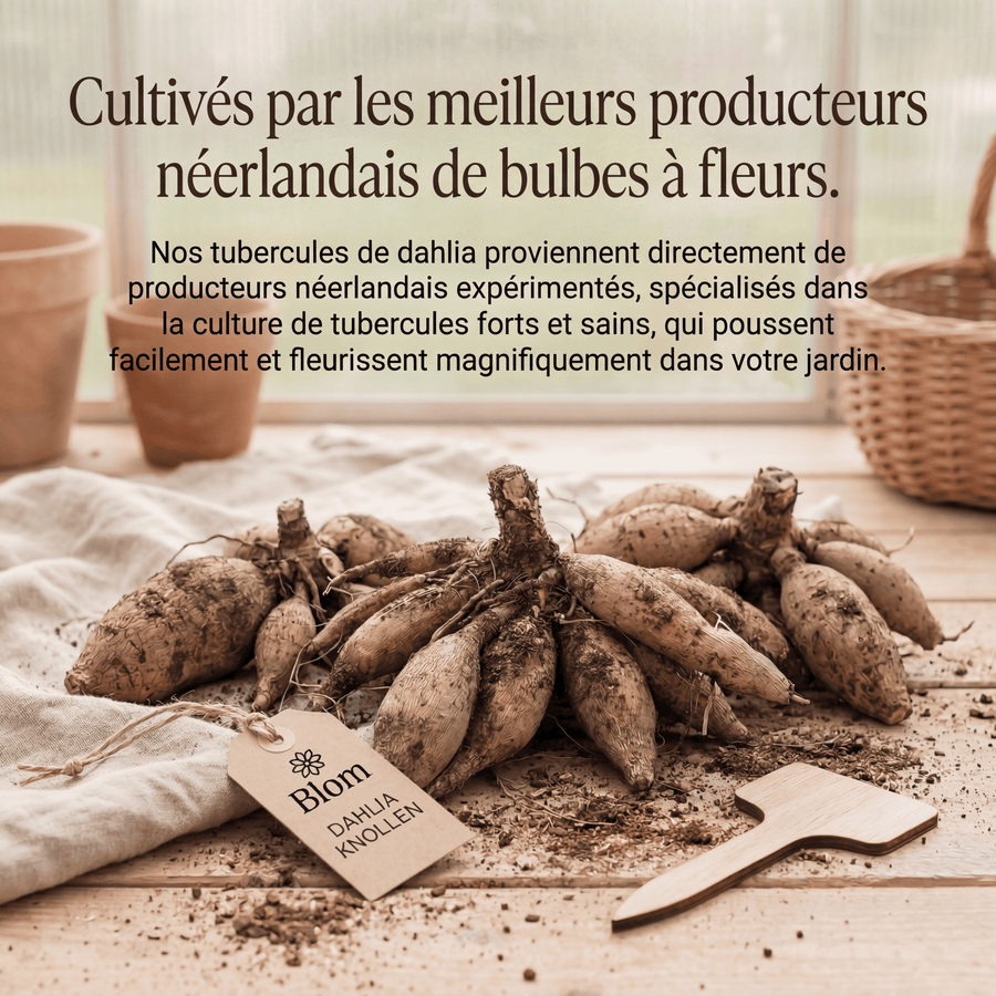 Boîte Mystère