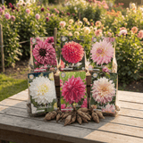 Collection Jardin d’Été de Dahlias