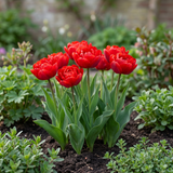 Groep Tulipa Abba in een tuinborder