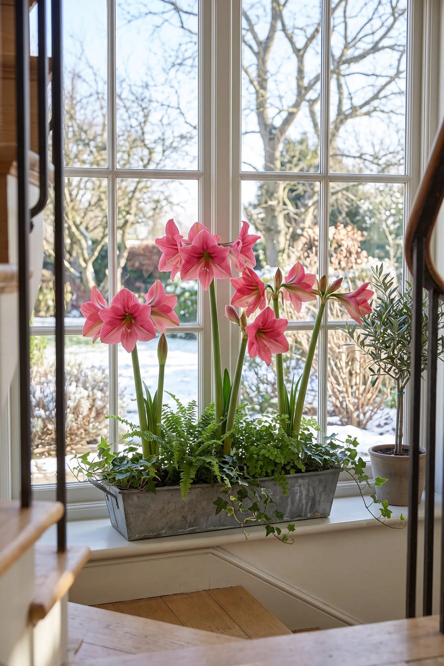 Hippeastrum Gervase — groep in de tuinborder