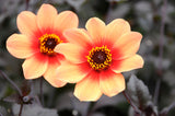 Dahlia HS First Love