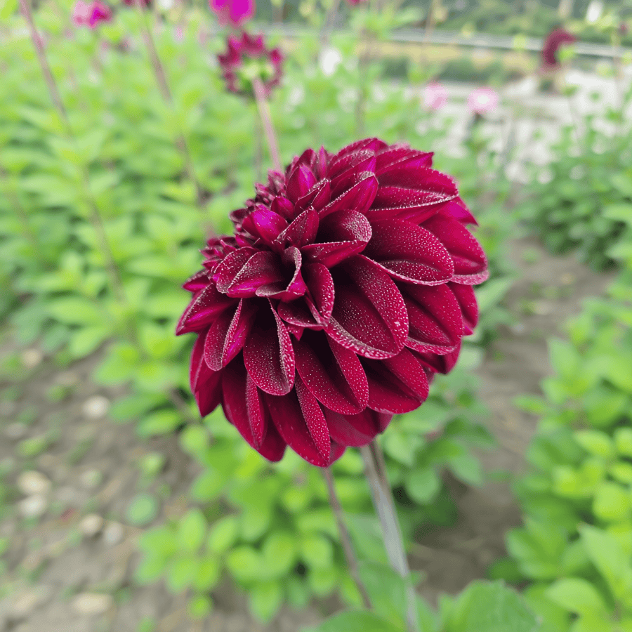 Dahlia Isas Darkness