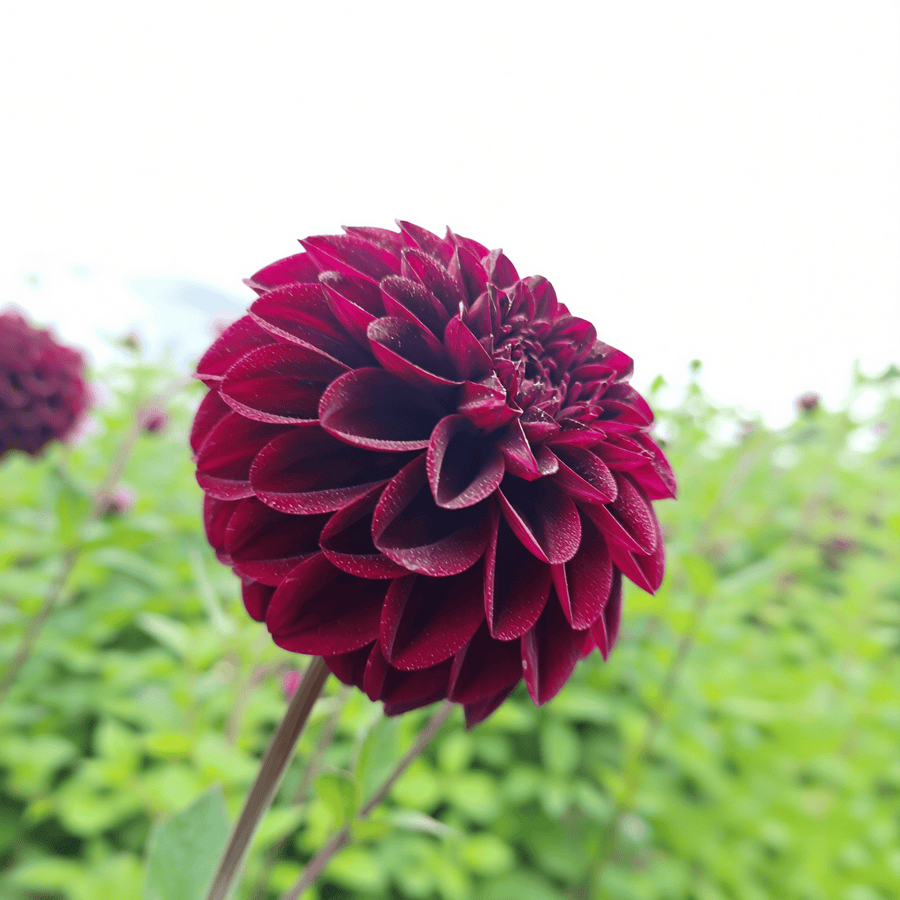 Dahlia Isas Darkness