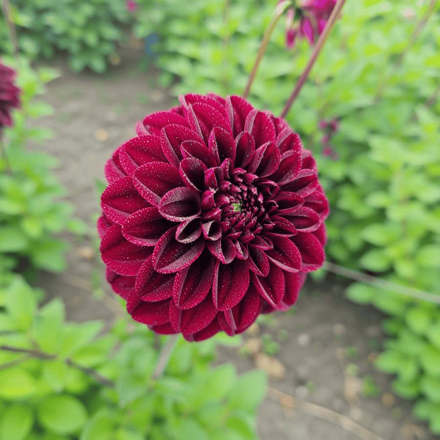 Dahlia Isas Darkness