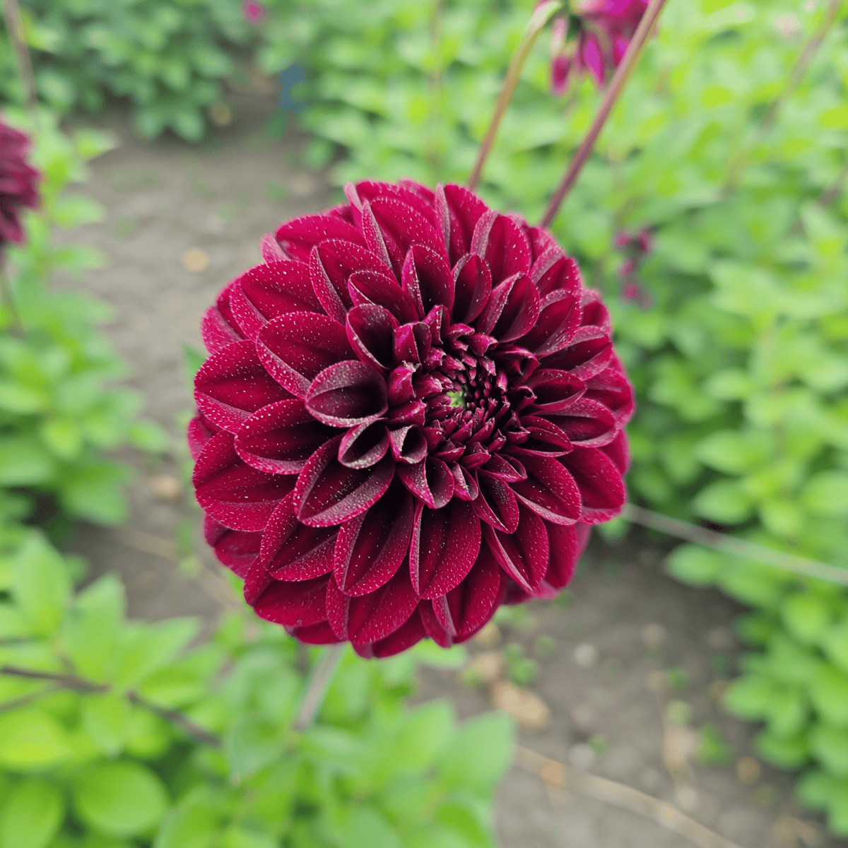 Dahlia Isas Darkness