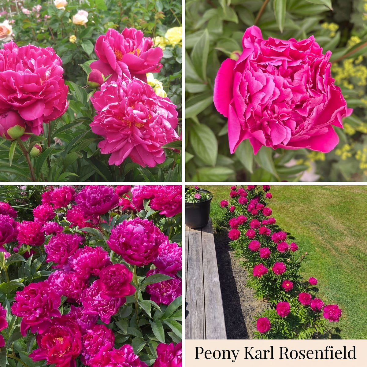 Collection Jardin d’Été de Pivoines