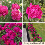 Collection Jardin d’Été de Pivoines