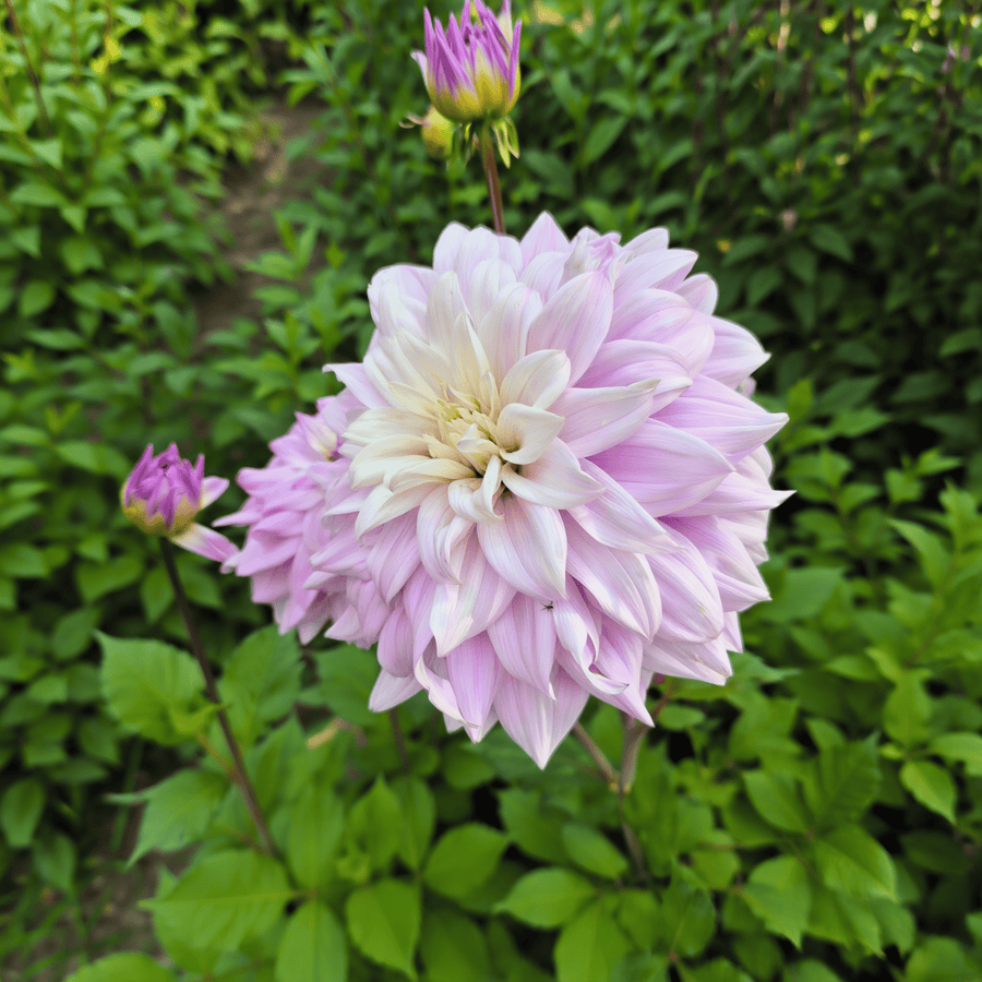 Dahlia Kas Cloud