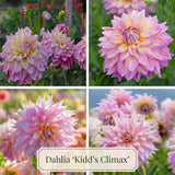 Collection Jardin d’Été de Dahlias