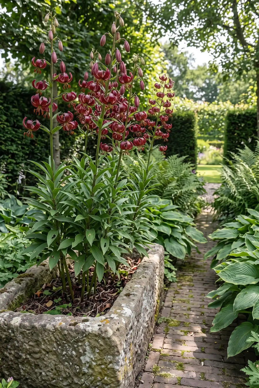 Lilium Claude Shirde — in pot op terras