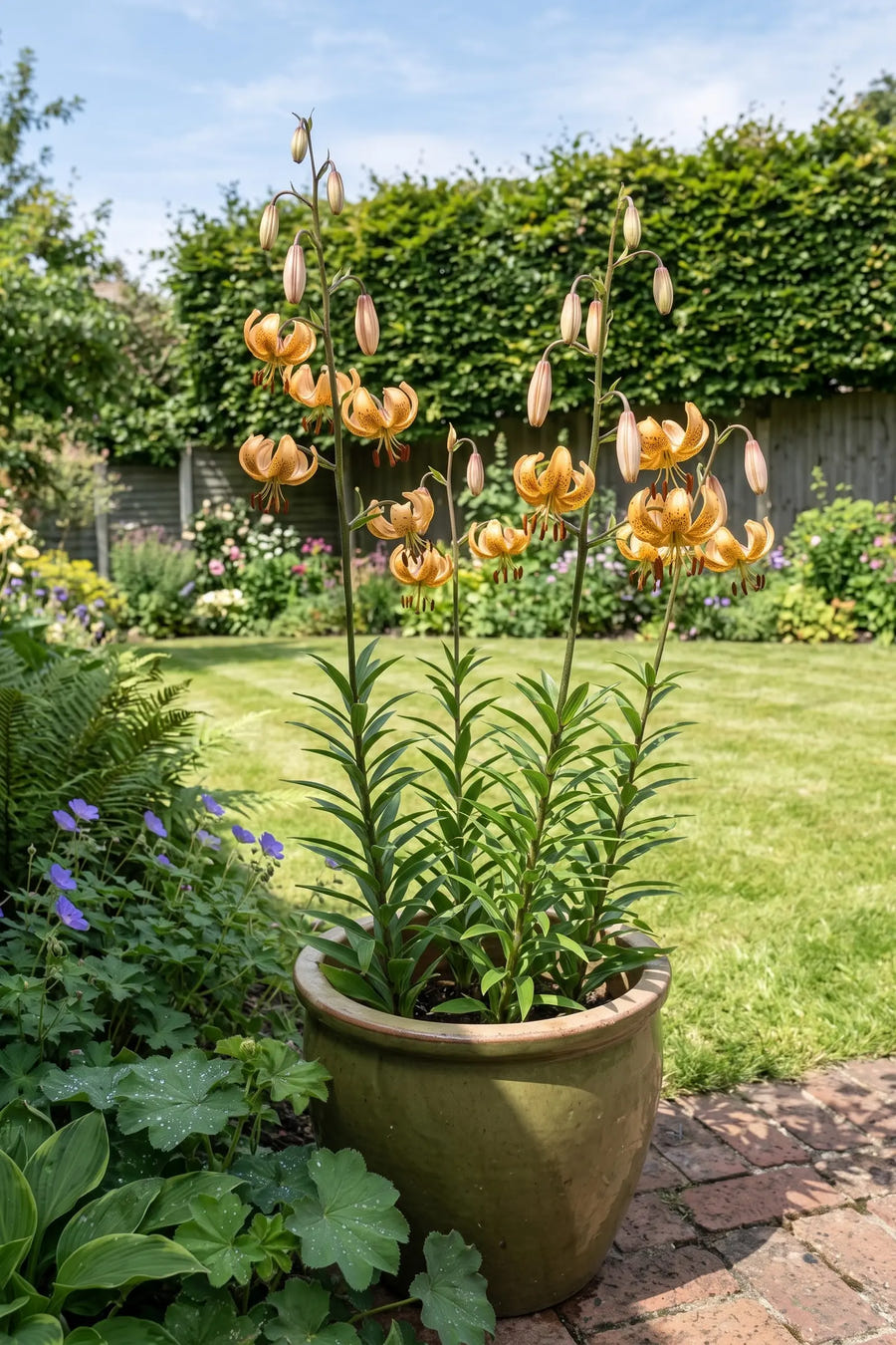 Lilium Guinea Gold — in pot op terras, extra beeld