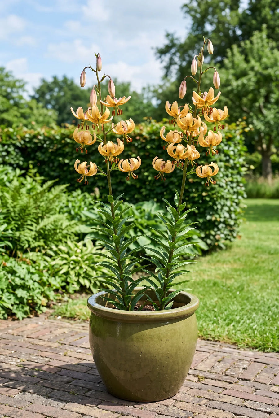 Lilium Guinea Gold — in pot op terras
