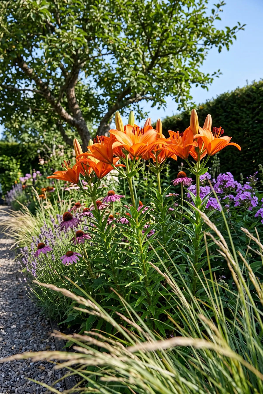 Lilium Orange — in de tuin, extra beeld