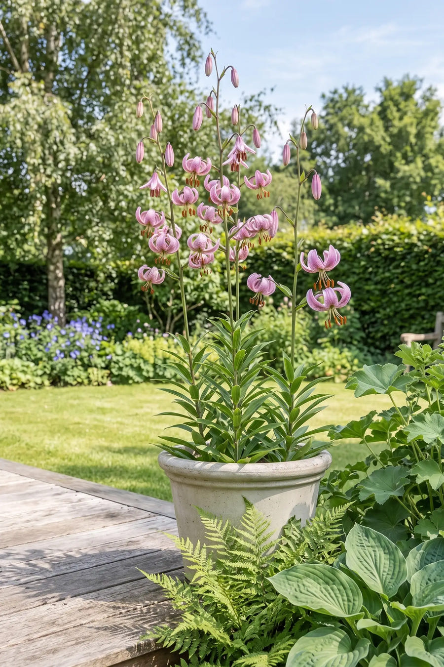 Lilium Pink Morning — in pot op terras, extra beeld