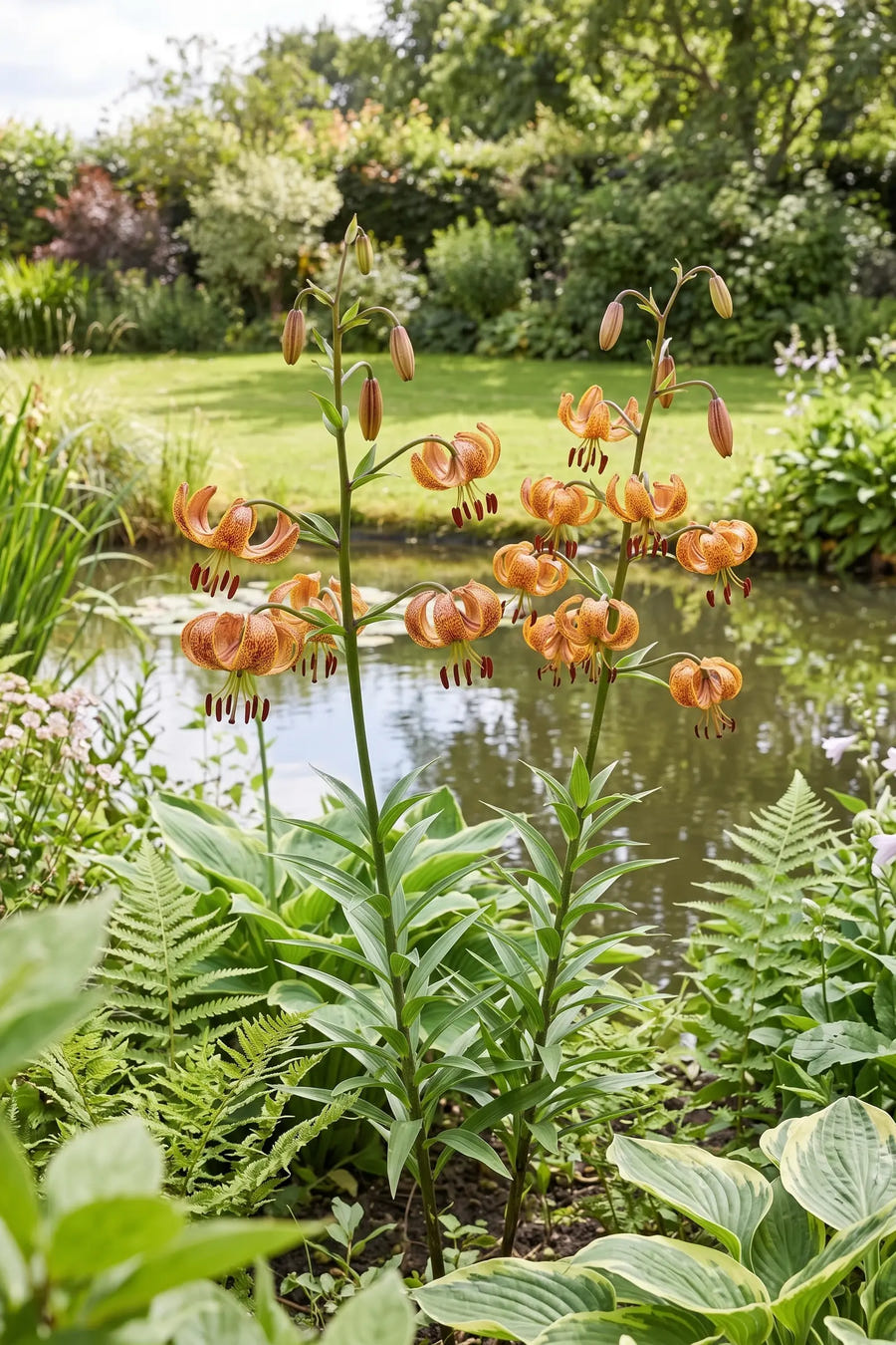 Lilium Sunny Morning — in de border