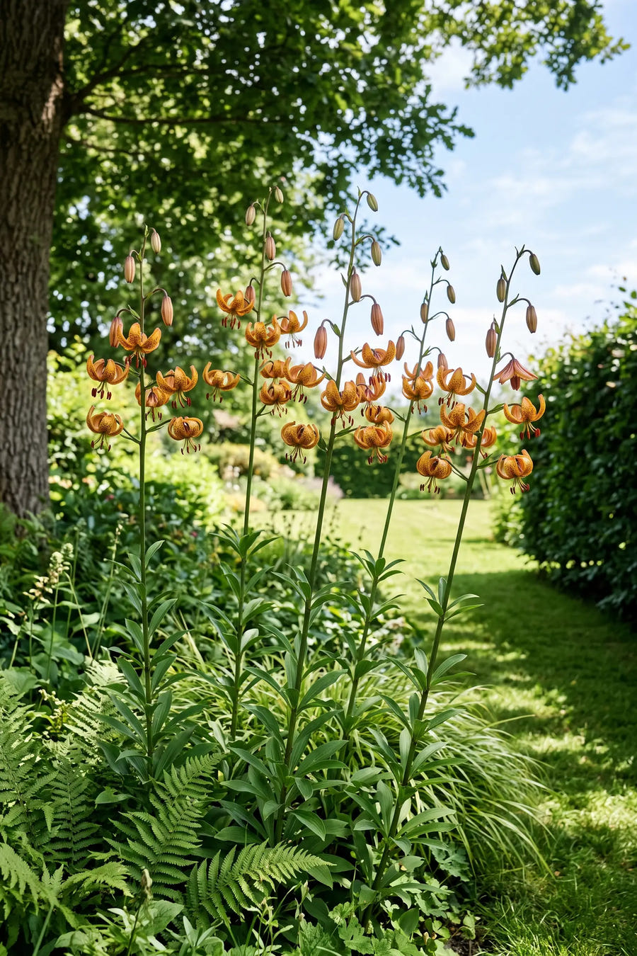 Lilium Sunny Morning — in de border, extra beeld