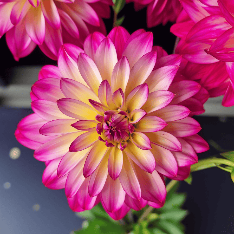 Dahlia Loe