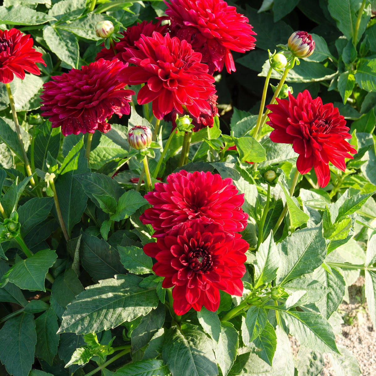 Dahlia Melody Mambo