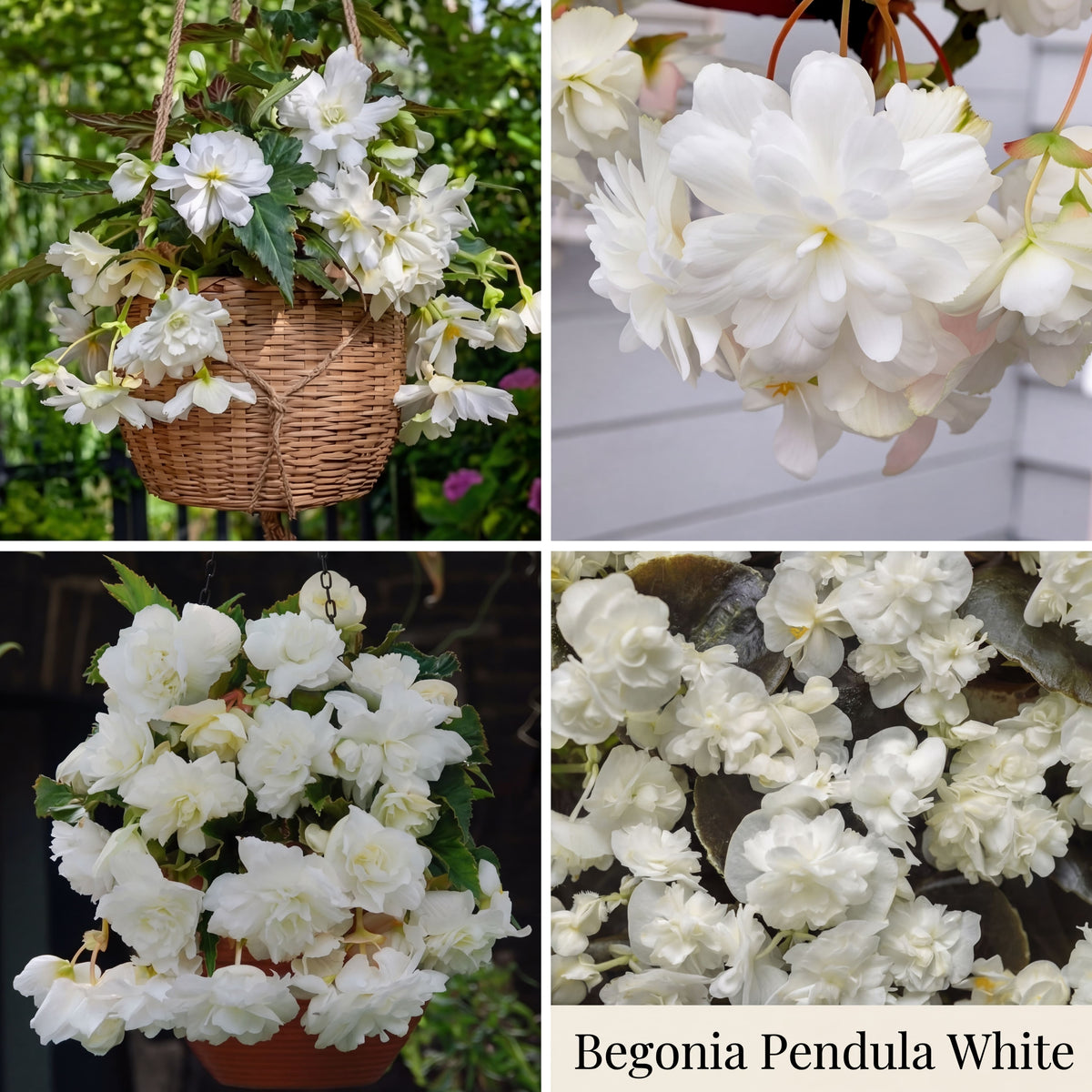 Collection Jardin d’Été de Bégonias