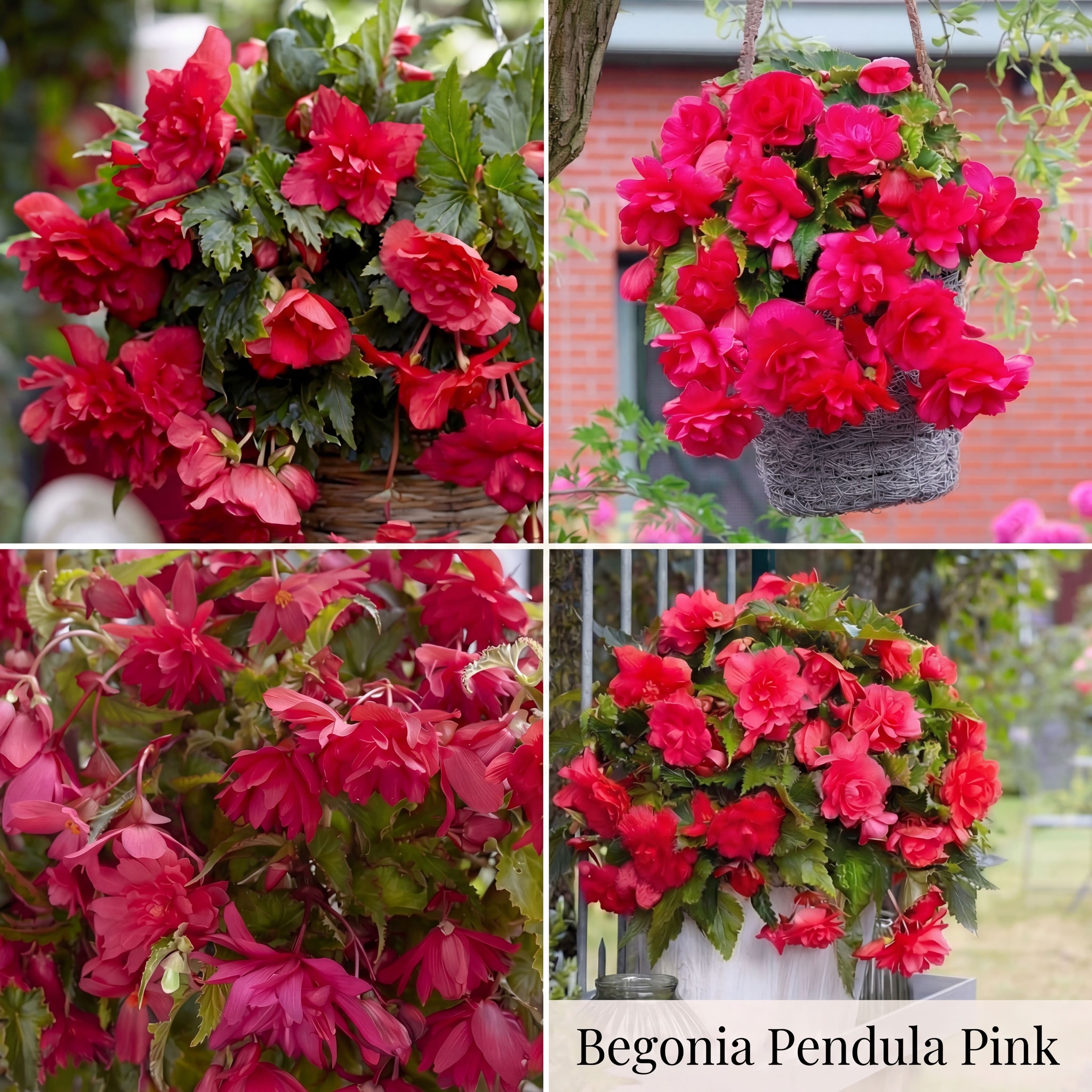 Collection Jardin d’Été de Bégonias
