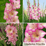 Collection Jardin d’Été de Glaïeuls