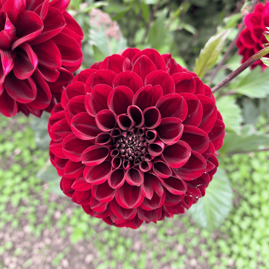 Dahlia Red Dark Wave