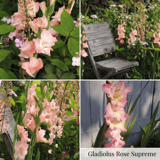 Collection Jardin d’Été de Glaïeuls