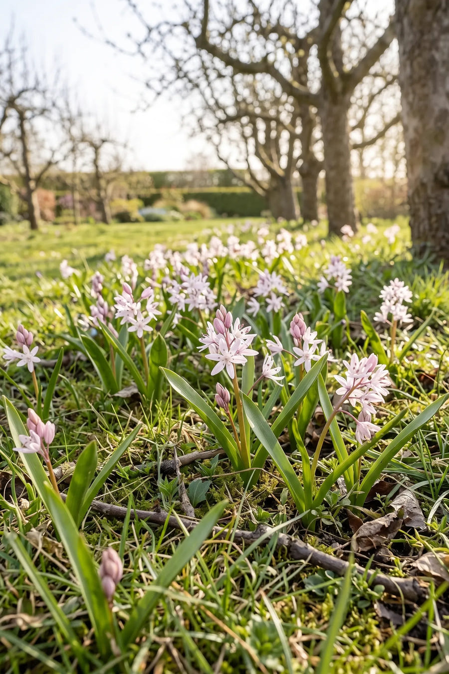 Scilla Bifolia Rosea — groep in de tuinborder