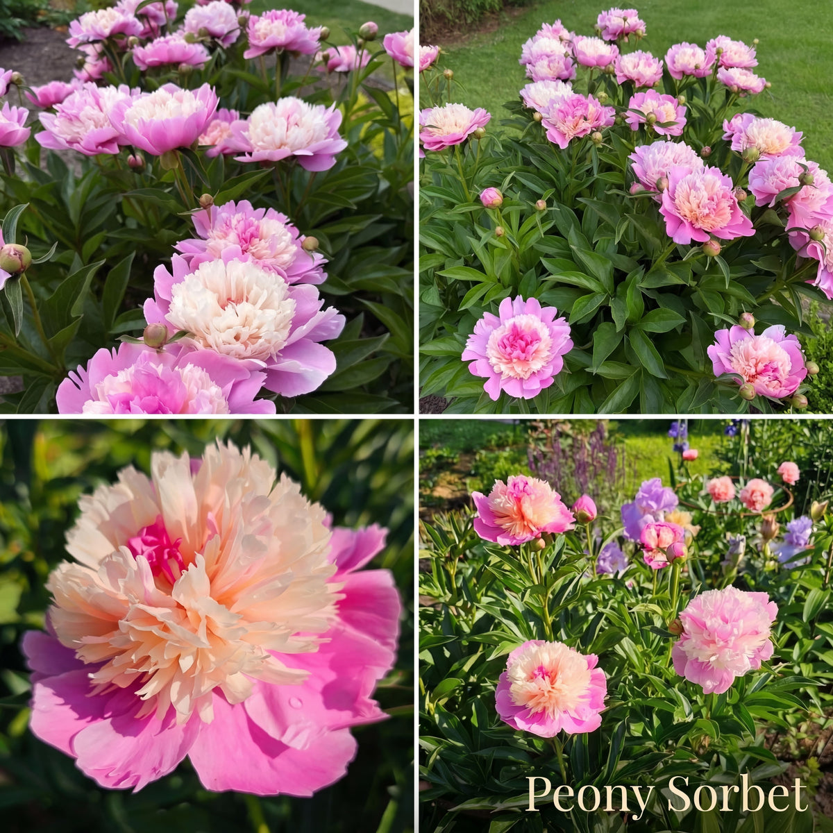 Collection Jardin d’Été de Pivoines