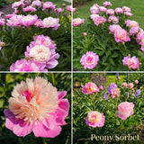 Collection Jardin d’Été de Pivoines