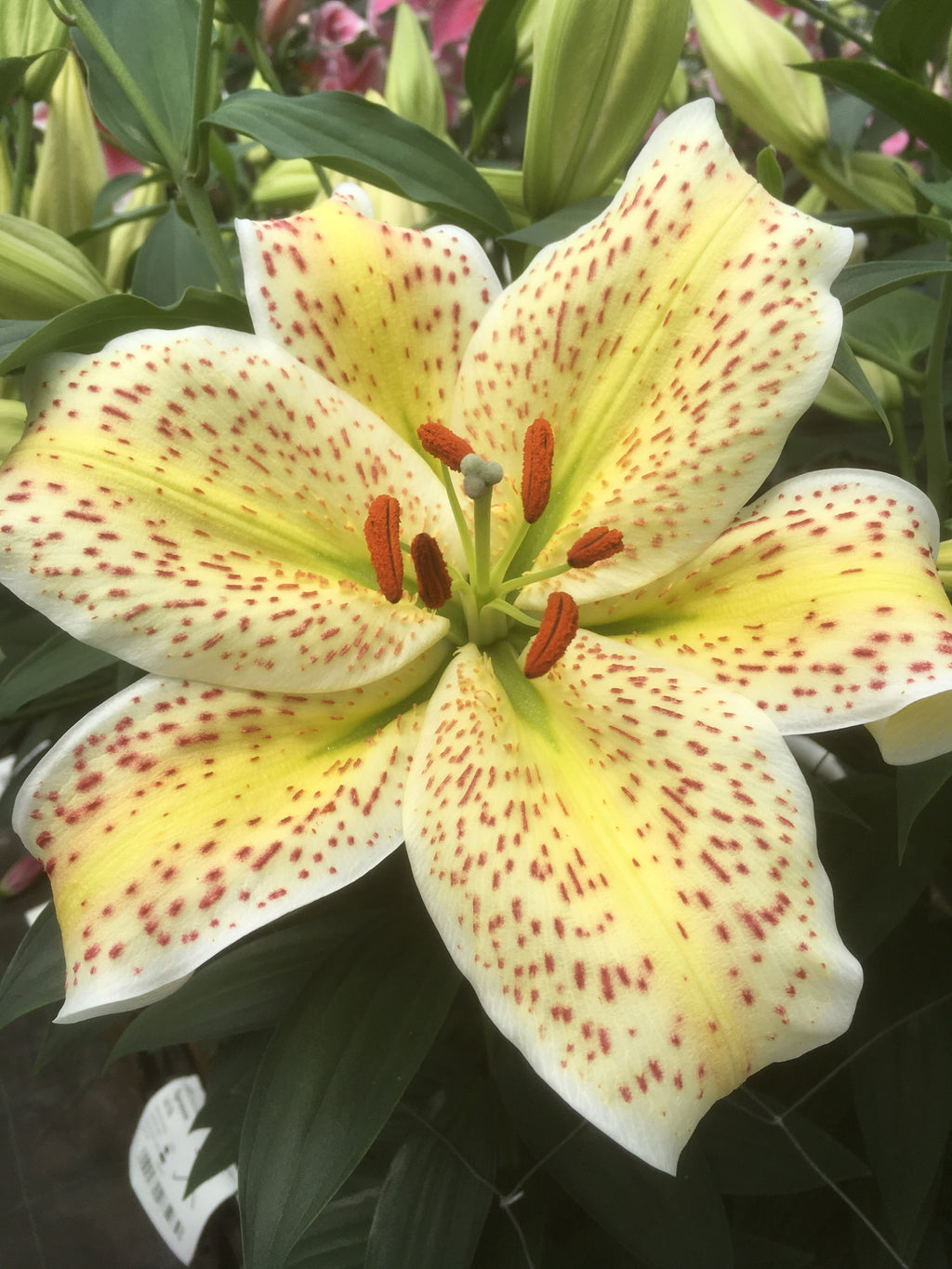 Lilium Tigermoon