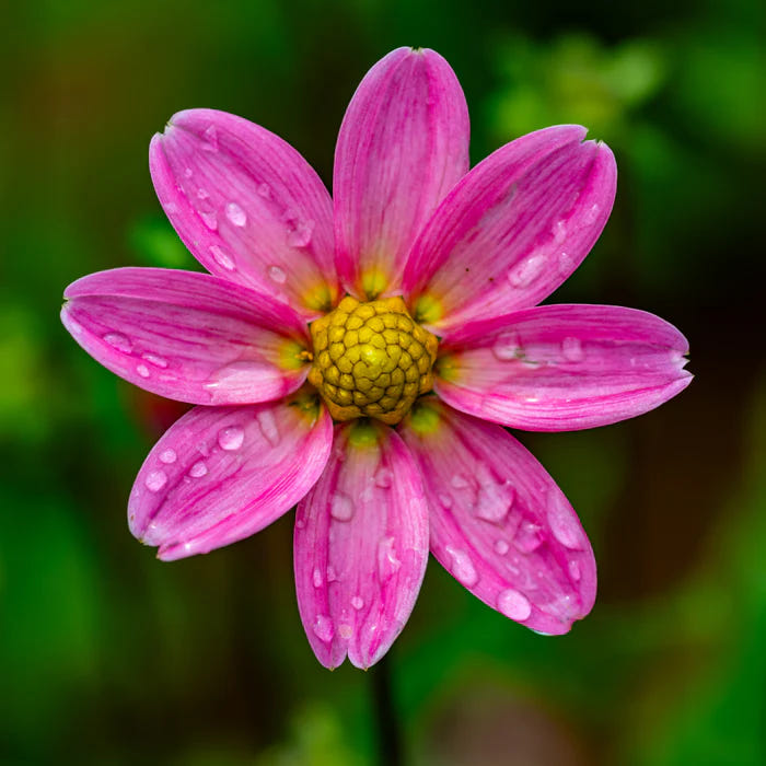 Dahlia Top Mix Pink