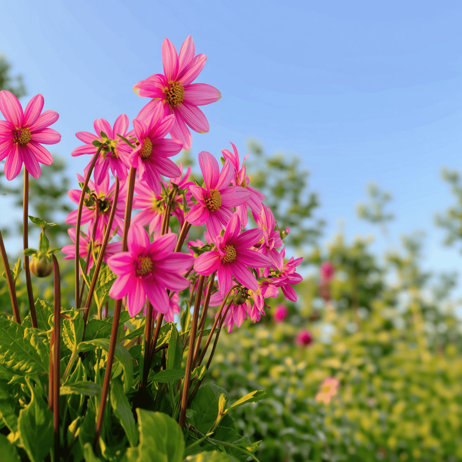 Dahlia Top Mix Pink