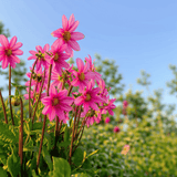 Dahlia Top Mix Pink