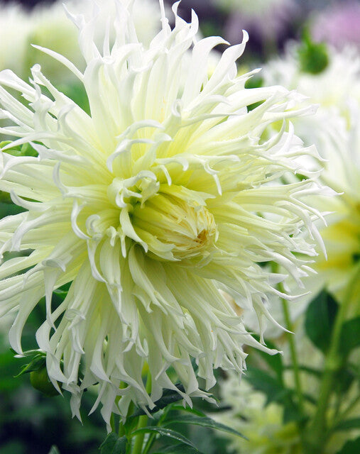 Dahlia Tsuki no Shisha
