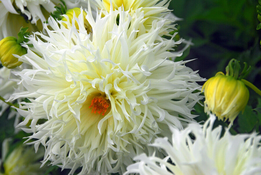 Dahlia Tsuki no Shisha