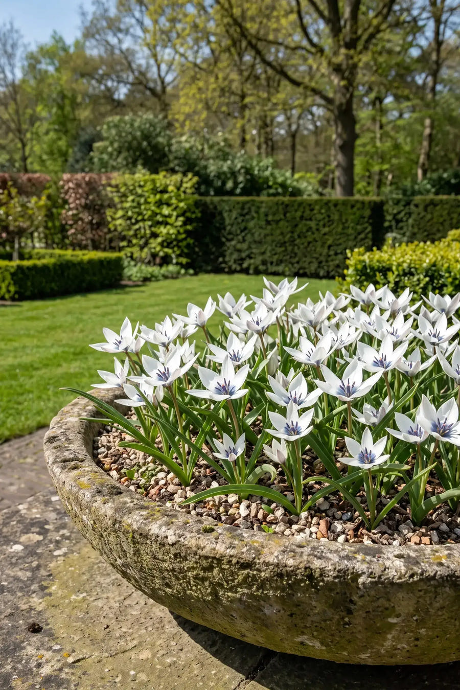 Tulipa Alba Coerulea — in pot op terras