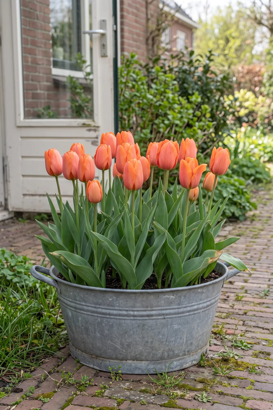 Tulipa Cadans — in pot op terras