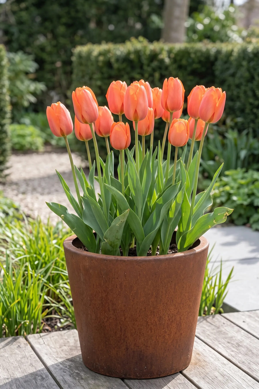 Tulipa Cadans — in pot op terras, extra beeld