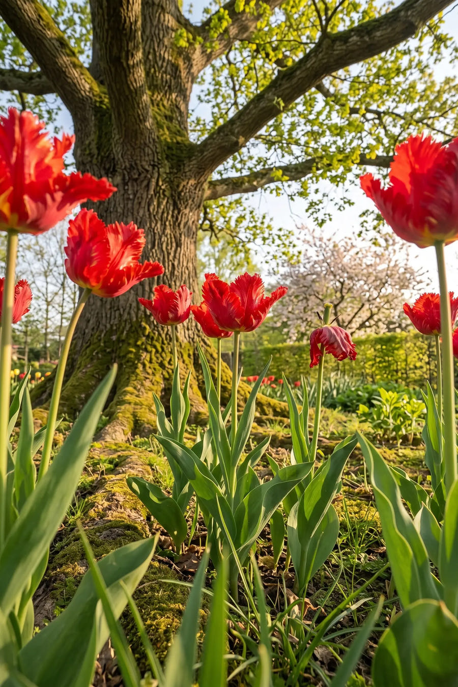 Tulipa Garden Fire — in de tuin, extra beeld